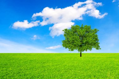 Ağaç, alan ve gökyüzü