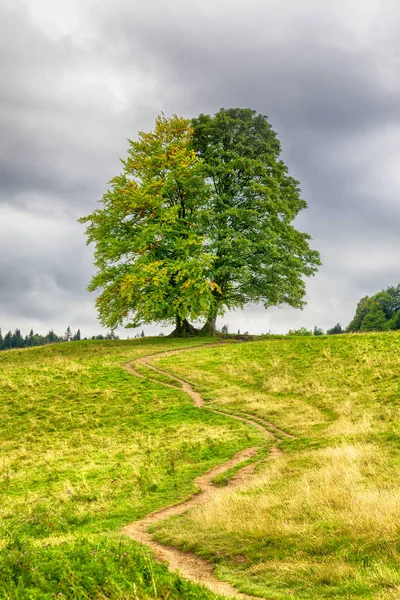 Boom, hill en sky — Stockfoto