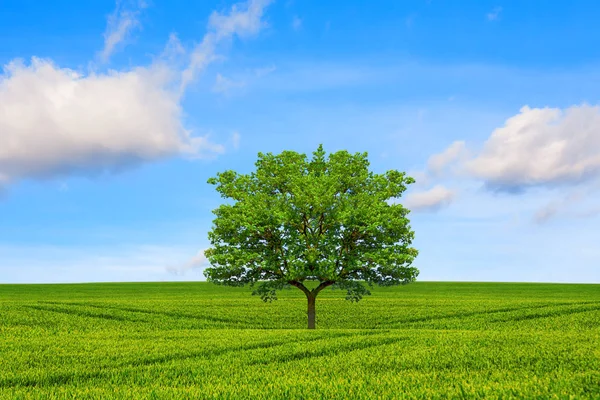 생태 개념입니다. 나무, 분야 및 아름 다운 하늘 — 스톡 사진