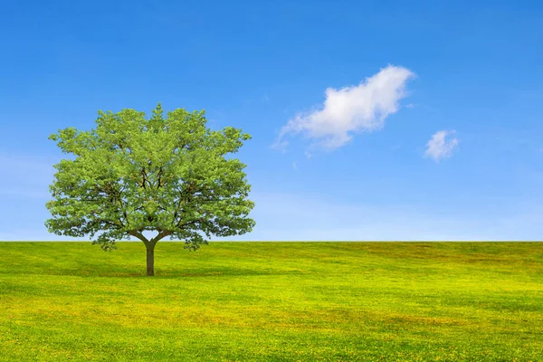 Conceito de ecologia. Árvore, campo e céu bonito — Fotografia de Stock