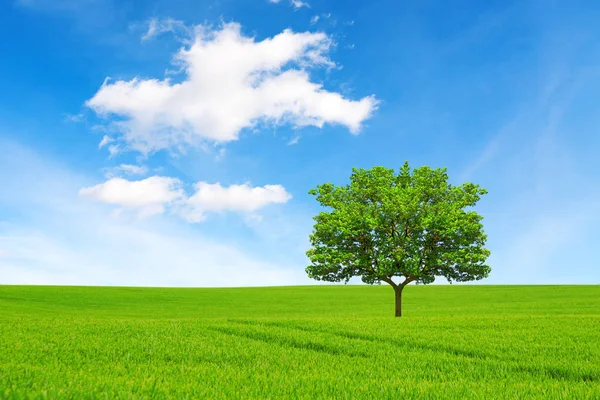 Концепція екології. Дерево, поле і красиве небо — стокове фото