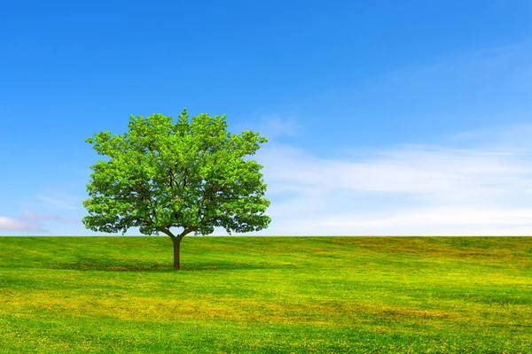 Conceito de ecologia. Árvore, campo e céu bonito — Fotografia de Stock