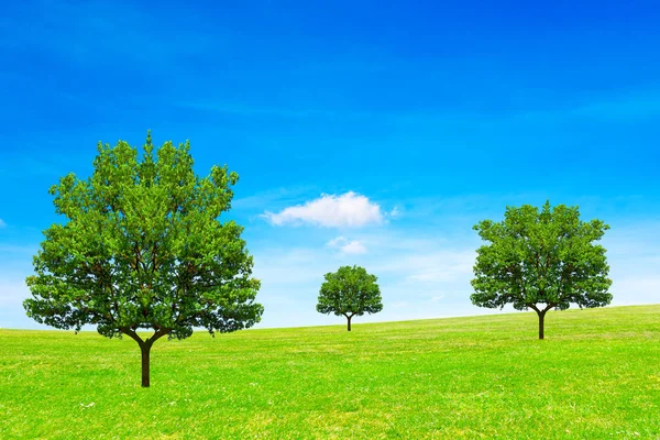 Ağaç, alan ve gökyüzü