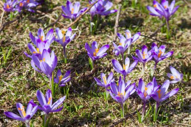 Bahar çiçekleri. Bahar. Çiğdemler