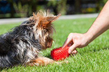 Bir erkekle eğlenceli Yorkshire korkunç.