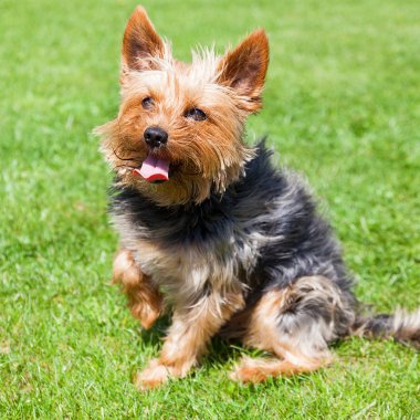 Köpek yönergeler için bekliyor.