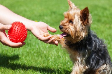 Yorkshire korkunç bir oyuncak için bekliyor. Köpek bir pençe birine verir