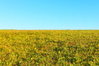 Meadow and sky.Ecology concept clipart