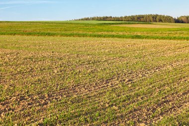 Alan. Çiçekli Mısır gevreği. Doğal gıda sembolü.