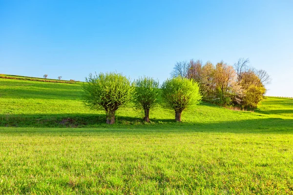 Wiese, Bäume und Himmel — Stockfoto