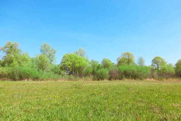 Weide, bomen en lucht — Stockfoto