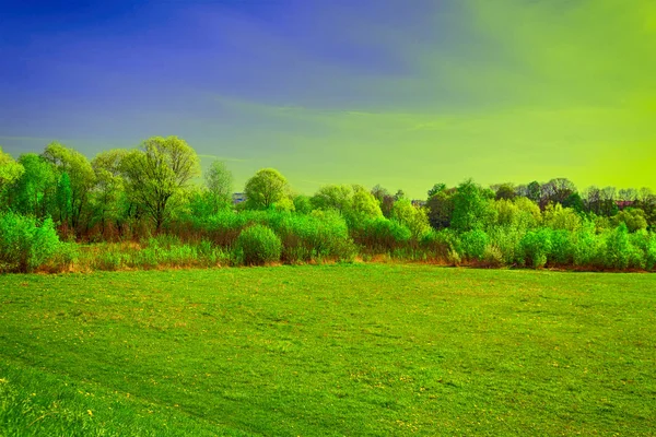 Pradera, árboles y cielo —  Fotos de Stock