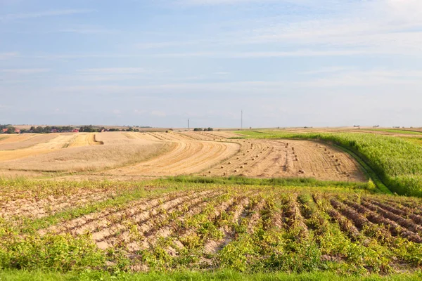 Tiempo de cosecha. Campos de patatas, cereales cortados. Paquetes apilados. Paisaje rural . — Foto de Stock