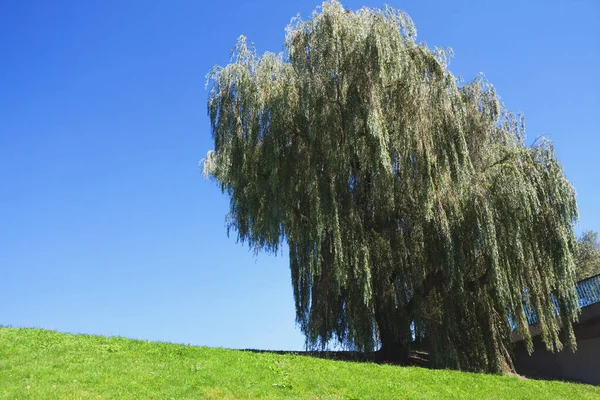 Velho Salgueiro Colina Verde Sob Céu Azul Pulverização Está Chegar — Fotografia de Stock