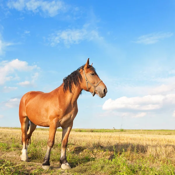 Pferd Auf Der Weide Zuerst Der Front Angekettet Sonnige Landschaft — Stockfoto