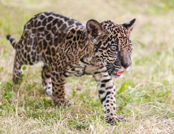 Молодой ягуар (Panthera onca). Семейство Фелид. Маленькая дикая кошка гуляет в парке — стоковое фото