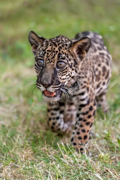 Молодой ягуар (Panthera onca). Семейство Фелид. Маленькая дикая кошка гуляет в парке — стоковое фото