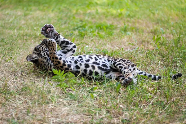 Sevimli genç jaguar (Panthera onca) pençeleri gösterilen. Vahşi kedi eğleniyor yaz aylarında çayır çim oynayan — Stok fotoğraf