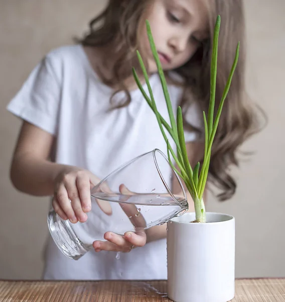 Μικρό παιδί κορίτσι ένα διαφανές ποτήρι με νερό και το πότισμα νεαρό φυτό. Η φροντίδα για μια νέα ζωή. Τα χέρια του παιδιού. Επιλεκτική εστίαση. Γη ημέρα διακοπών έννοια. Προστασία του περιβάλλοντος — Φωτογραφία Αρχείου