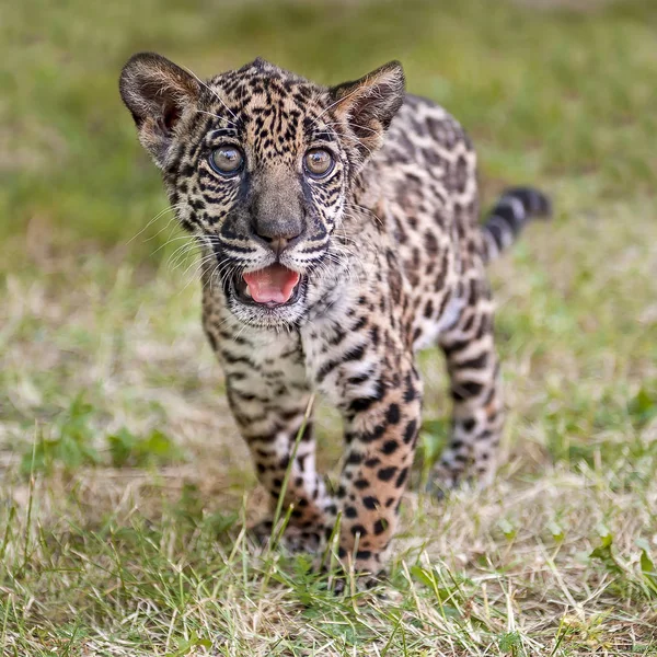 Молодой ягуар (Panthera onca). Семейство Фелид. Маленькая дикая кошка гуляет в парке — стоковое фото