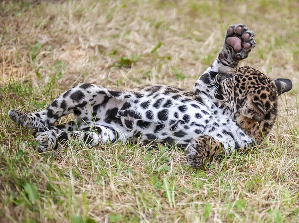 Ładny jaguar młodych (Panthera onca) pokazuje jego pazury. Dziki kot zabawy grając na łące na trawie w lecie — Zdjęcie stockowe
