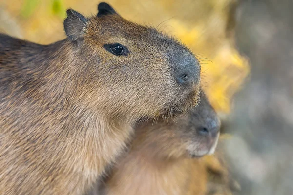 Närbild porträtt av en capybara (Hydrochoerus hydrochaeris) — Stockfoto