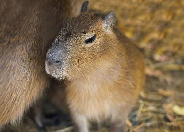 Närbild porträtt av en capybara (Hydrochoerus hydrochaeris) — Stockfoto