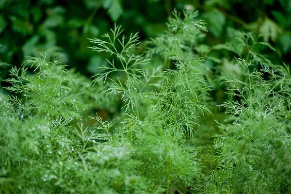 Fresh dill (Anethum graveolens) growing on the vegetable bed — Stockfoto