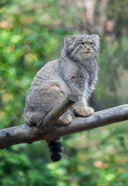 Pallas 'ın kedisi (Otocolobus manul). Avlanma içgüdüsü