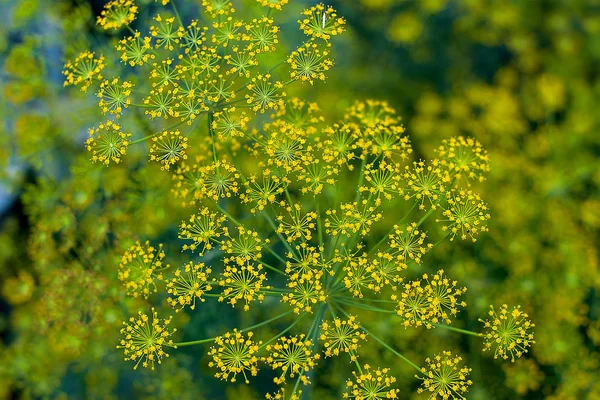 Fresh dill (Anethum graveolens) growing on the vegetable bed — Stock Photo, Image