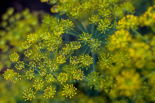 Eneldo fresco (Anethum graveolens) creciendo en el lecho vegetal — Foto de Stock