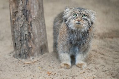 Pallas kedisi (Otocolobus manul). Manul grasslan'da yaşıyor.