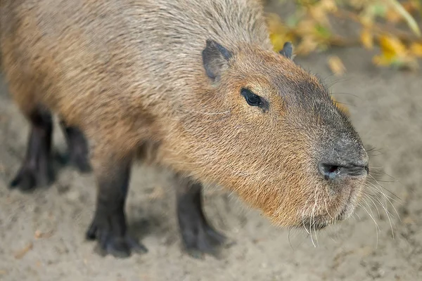 Egy capybara (Hydrochoerus hydrochaeris) közeli portréja) — Stock Fotó