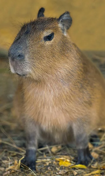 Närbild porträtt av en söt capybara (Hydrochoerus hydrochaeris) — Stockfoto