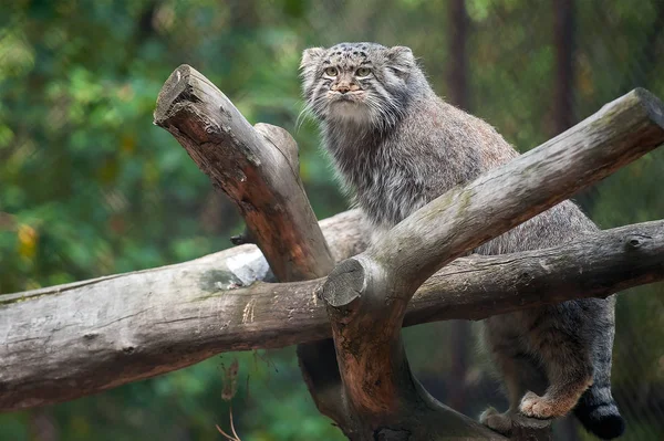 Pusztai macska (Otocolobus manul) — Stock Fotó