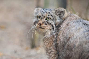 Pallas 'ın kedisi (Otocolobus manul). Kumun üzerindeki sevimli tüylü yetişkin manulunun portresi. Avlanma içgüdüsü