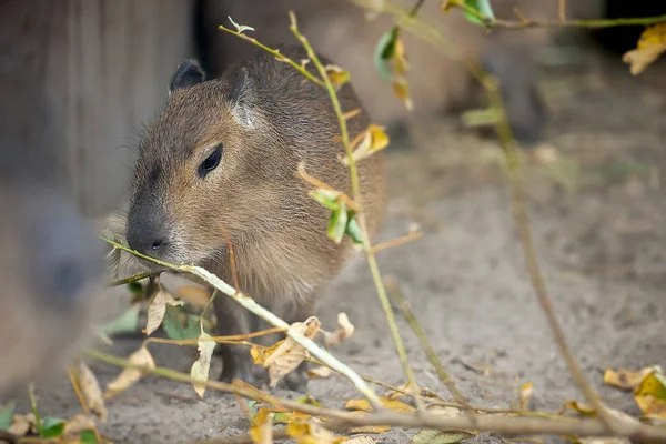 Hydrochoerus hydrochaeris. Porträtt av en söt bebis capybara — Stockfoto