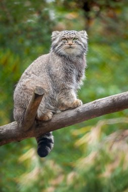 Pallas kedisi (Otocolobus manul), küçük vahşi bir kedidir.