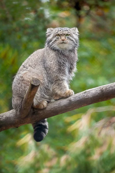 Pallas kedisi (Otocolobus manul), küçük vahşi bir kedidir.