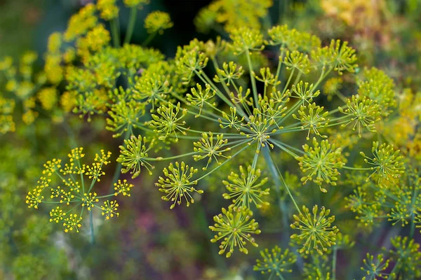 Fresh dill (Anethum graveolens) growing on the vegetable bed — Stock Photo, Image