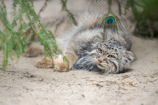 Kot pallas (Otocolobus manul). Instynkt do polowania — Zdjęcie stockowe