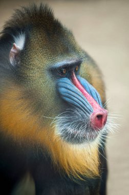 Mandrill 'in Portresi, Mandrillus sfenksi