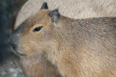 Bir bebek kapibaranın portresi (Hydrochoerus hydrochaeris)