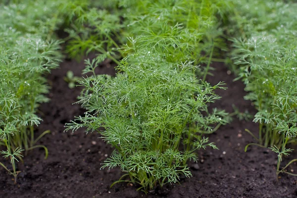 Φρέσκος άνηθος (Anethum graveolens) που φυτρώνει στο φυτικό κρεβάτι — Φωτογραφία Αρχείου