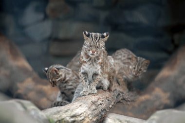 Leopar bengal kedisi. Prionailurus Felis bengalensis euptilura 