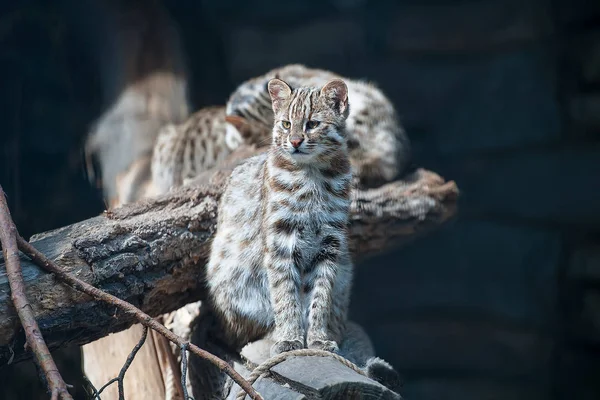 Leopar bengal kedisi. Prionailurus Felis bengalensis euptilura