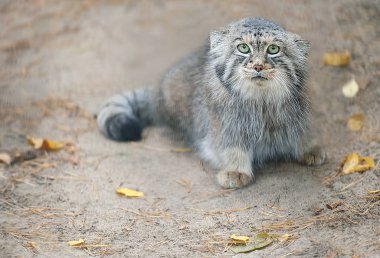 Pallas kedisi (Otocolobus manul)