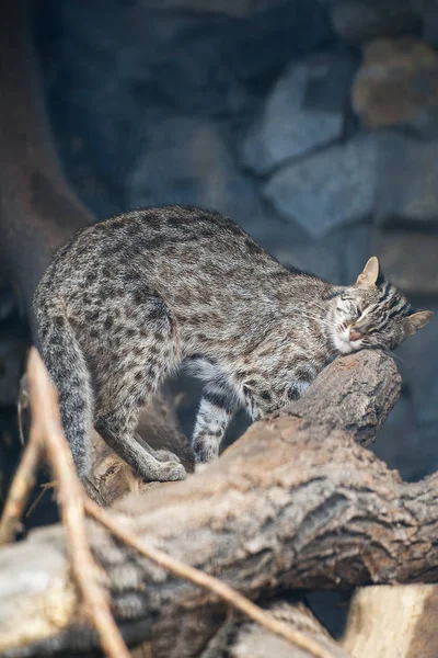 豹斑纹猫。 Felis bengalensis euptilura — 图库照片