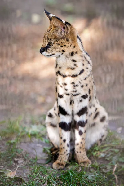 Leptailurus serval 。 一个锯齿状的肖像 — 图库照片