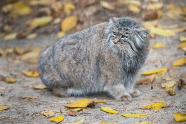 Pallas kedisi (Otocolobus manul)